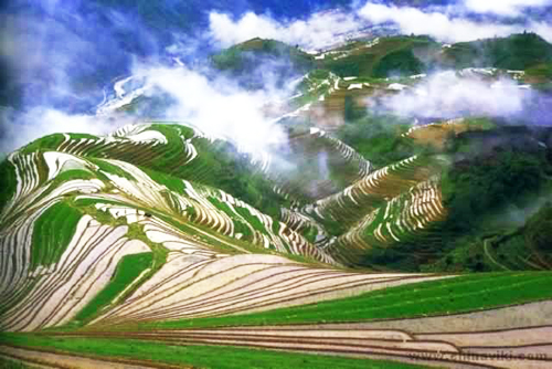 longji rice terrace