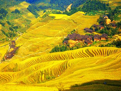 rice terrace